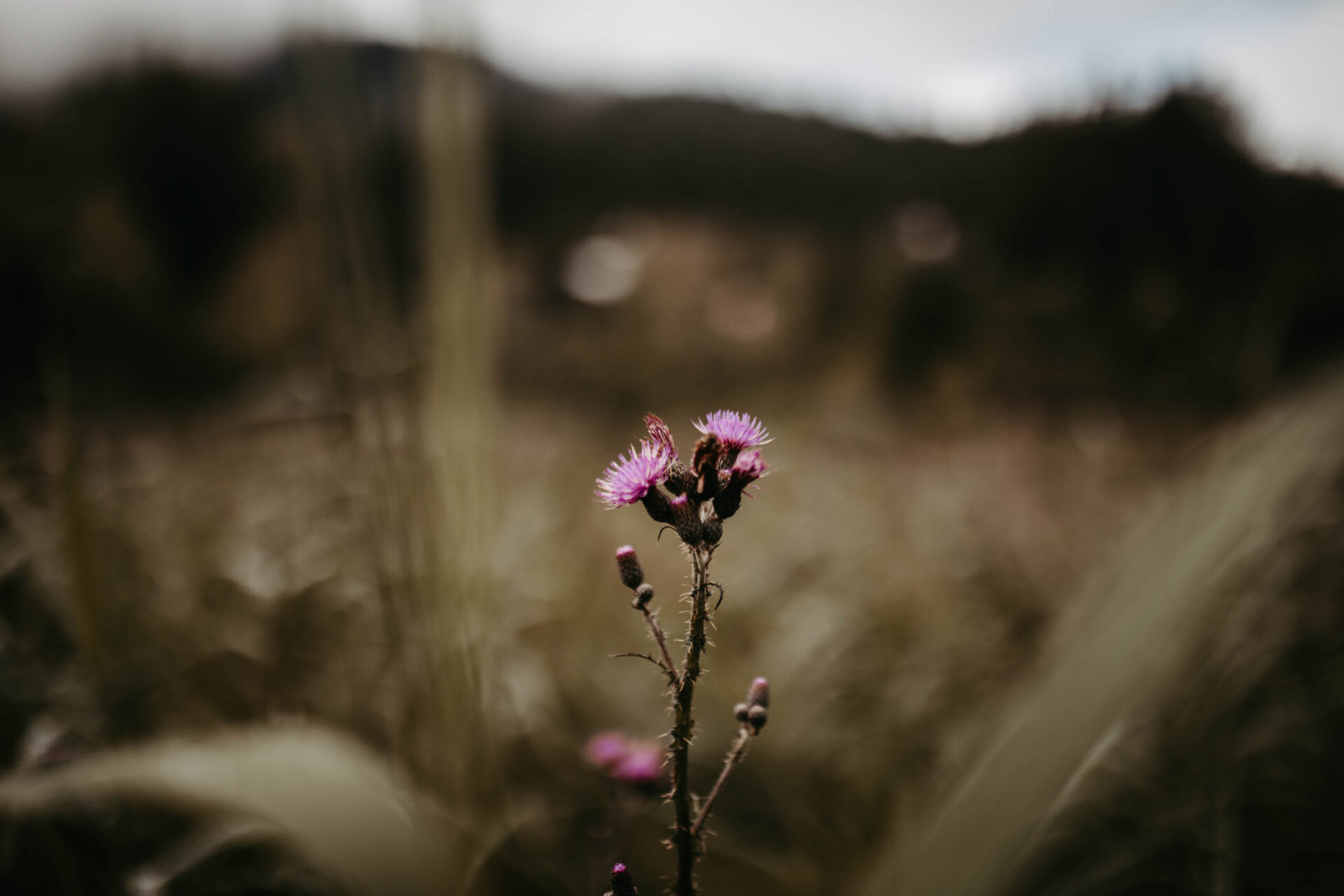 123 – Renate (123) 123 - Renate (123)